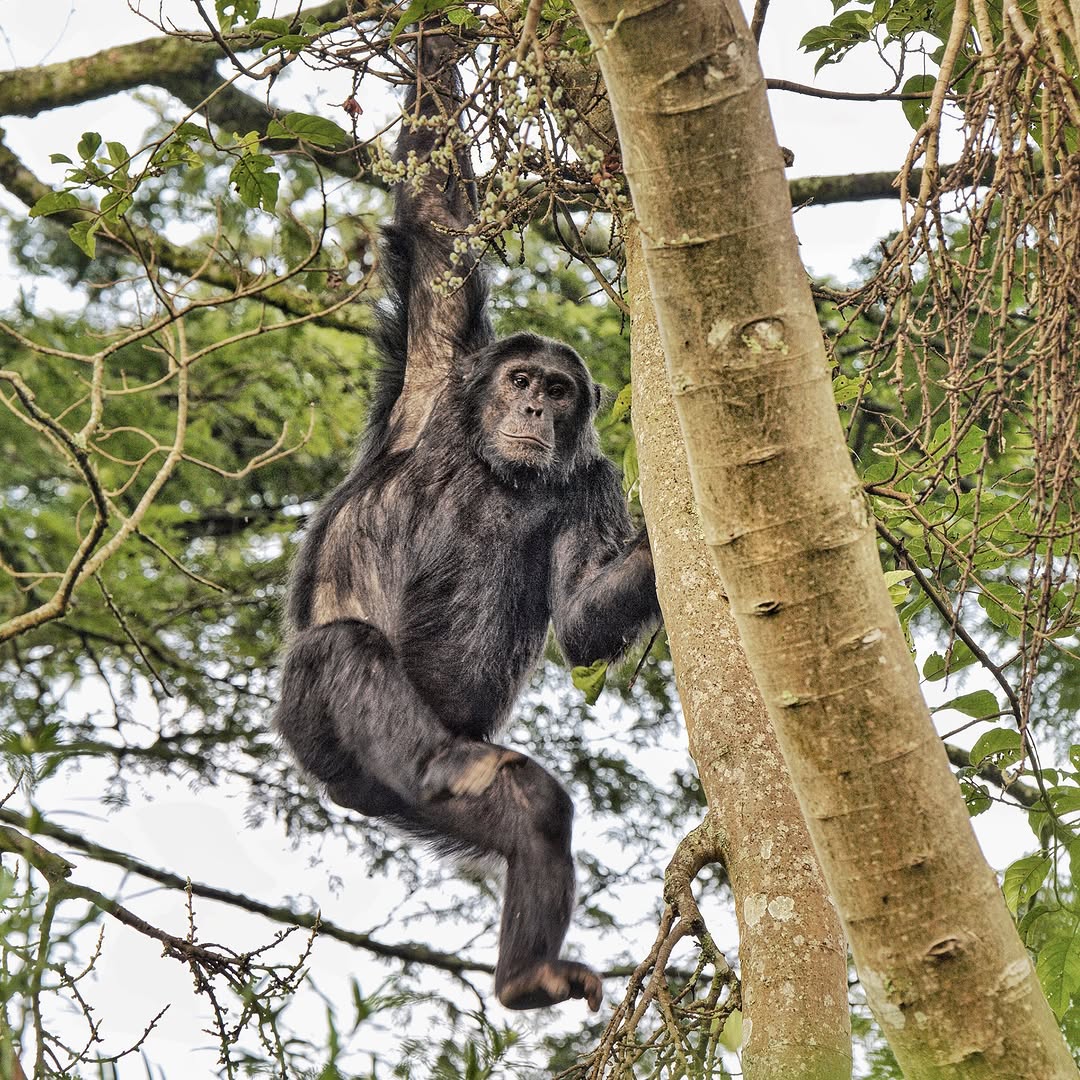 Gombe Chimpanzees